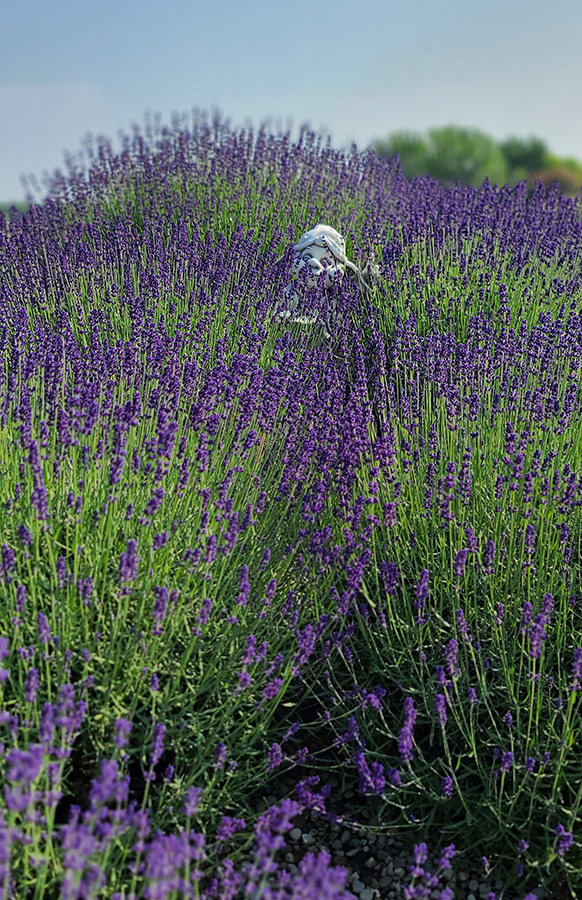 lavender image