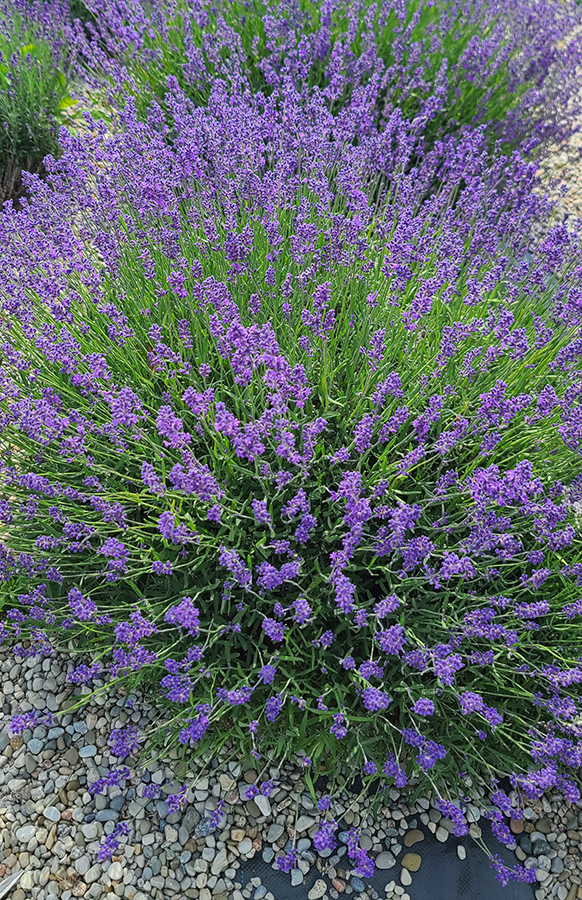 lavender image