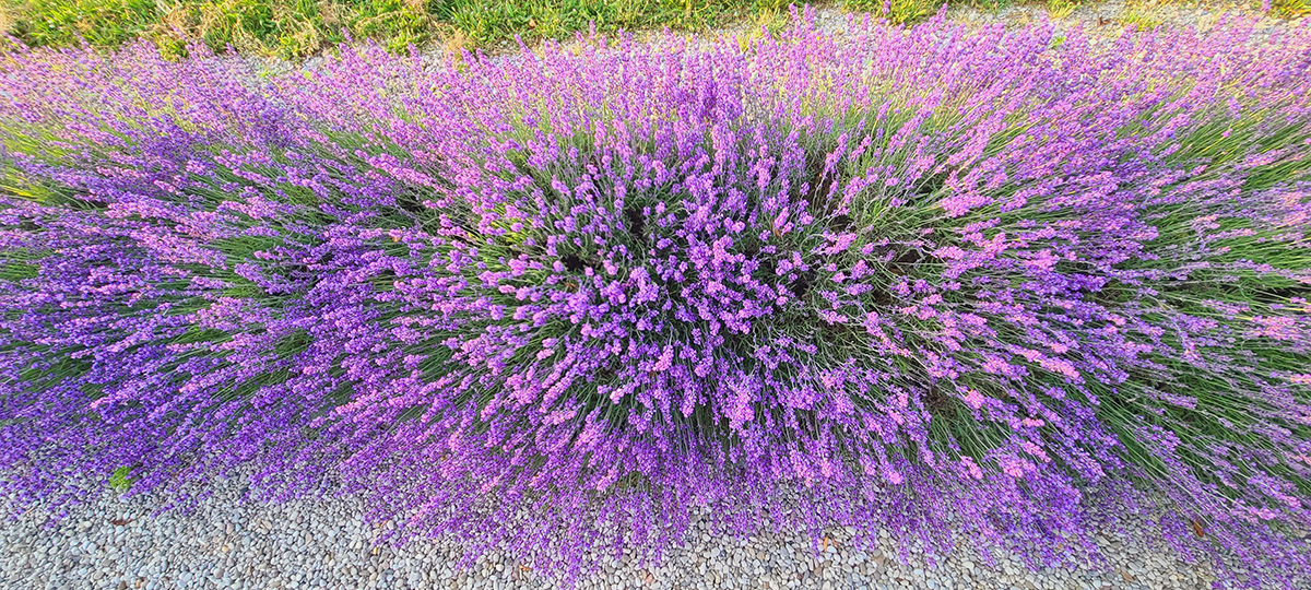 lavender image